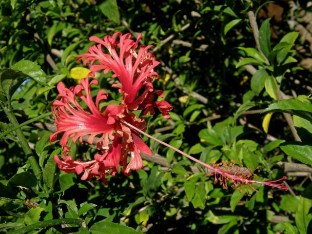 Ibišek (Hisbiscus schizopetalus (Dyer) Hook. f.)