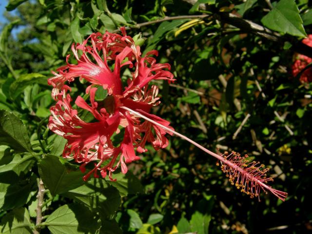 Ibišek (Hisbiscus schizopetalus (Dyer) Hook. f.)