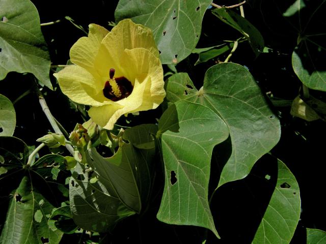 Ibišek (Hibiscus tiliaceus L.)