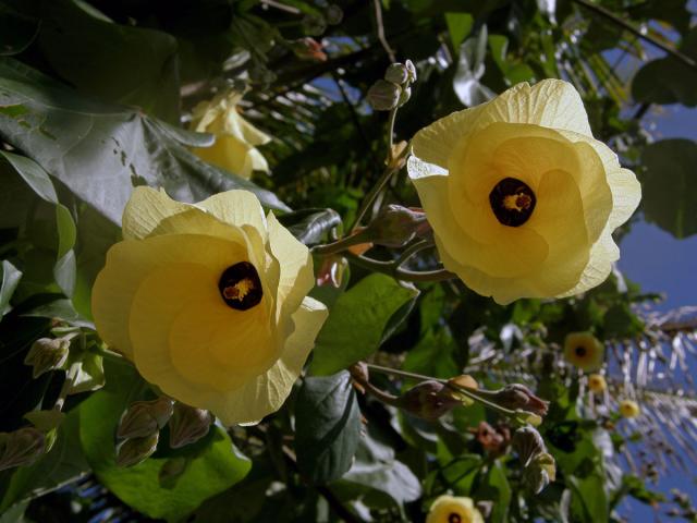 Ibišek (Hibiscus tiliaceus L.)