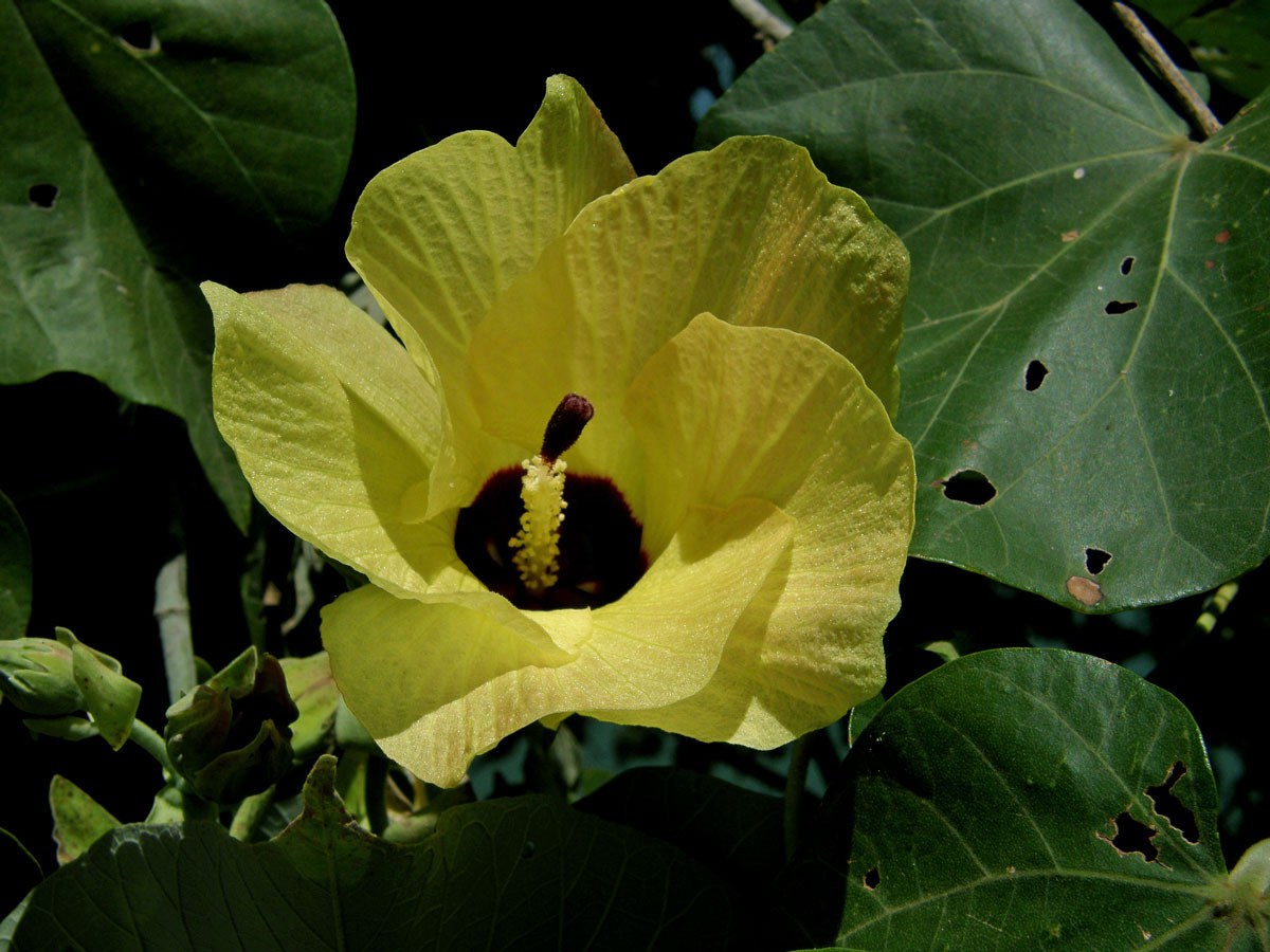 Ibišek (Hibiscus tiliaceus L.)