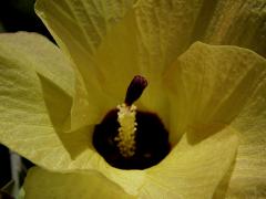 Ibišek (Hibiscus tiliaceus L.)