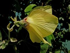 Ibišek (Hibiscus tiliaceus L.)