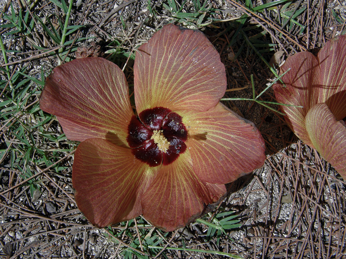 Ibišek (Hibiscus tiliaceus L.)