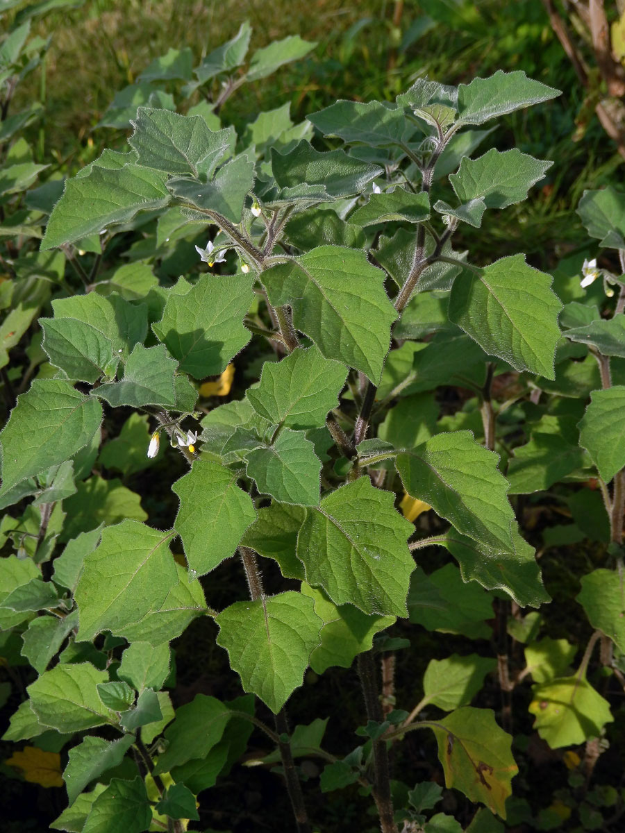 Lilek žlutý (Solanum villosum Mill.)