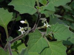 Lilek žlutý (Solanum villosum Mill.)