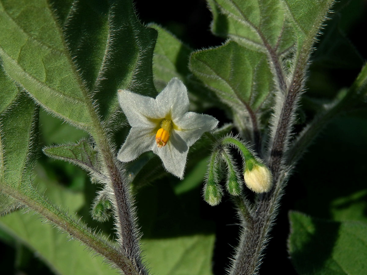 Lilek žlutý (Solanum villosum Mill.)