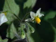 Lilek žlutý (Solanum villosum Mill.)