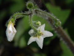 Lilek žlutý (Solanum villosum Mill.)