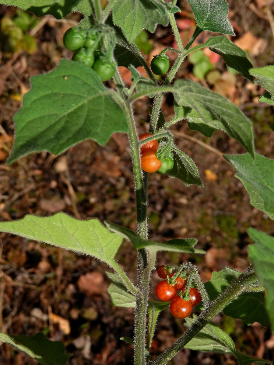 Lilek žlutý (Solanum villosum Mill.)