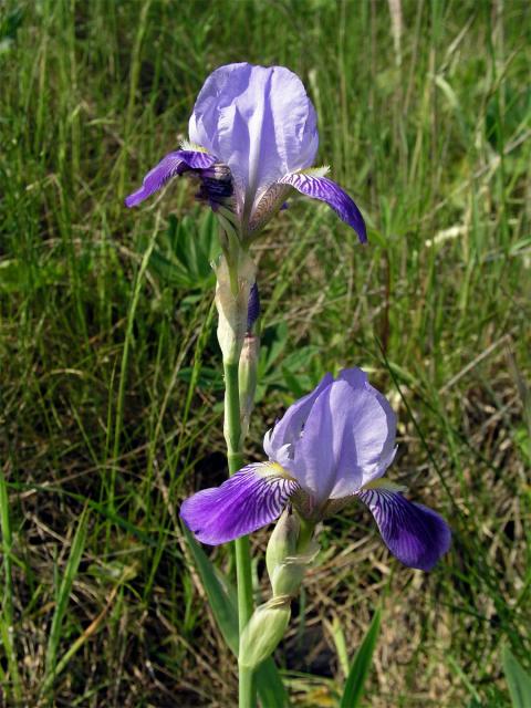 Kosatec německý (Iris germanica L.)