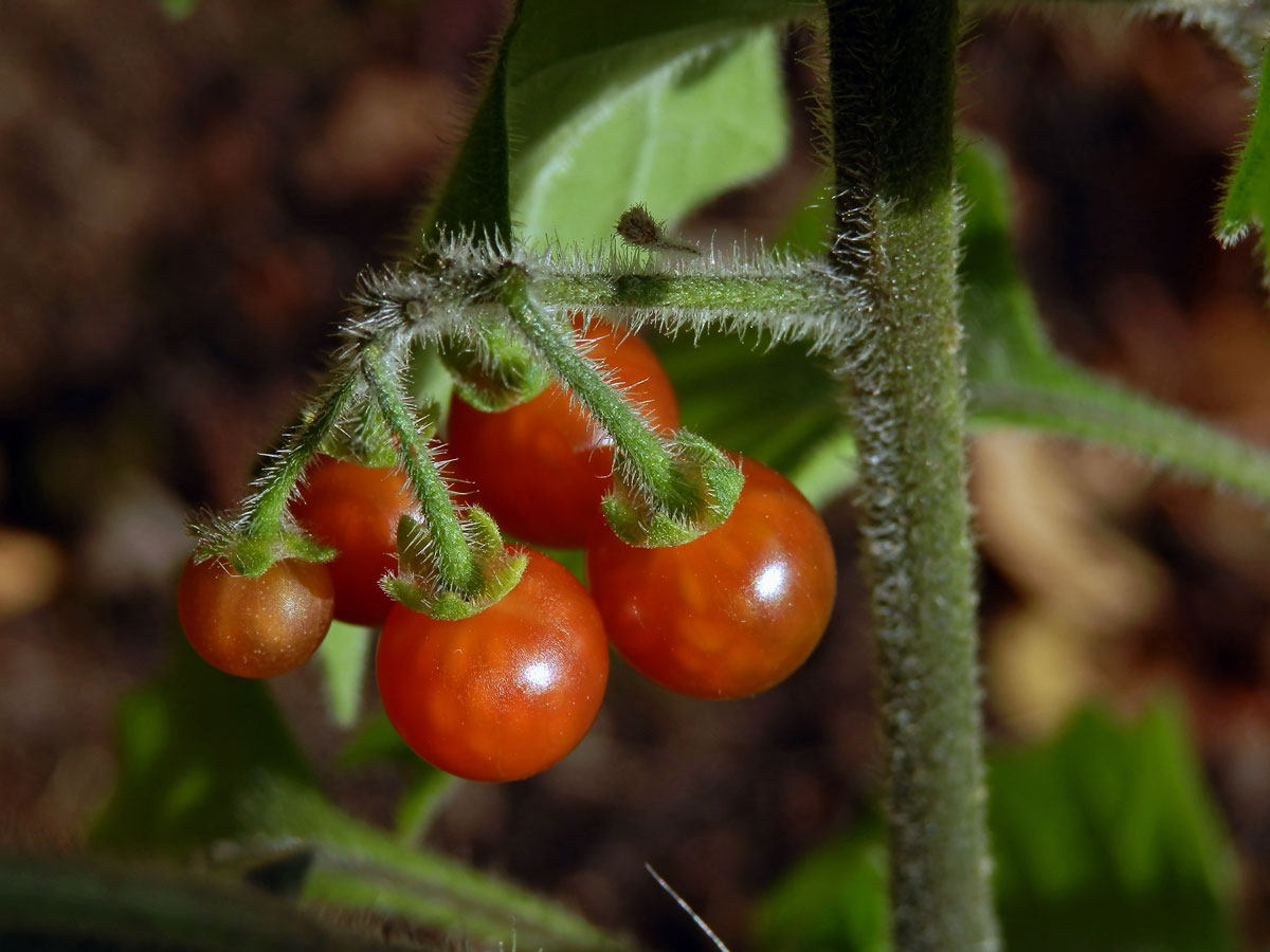 Lilek žlutý (Solanum villosum Mill.)