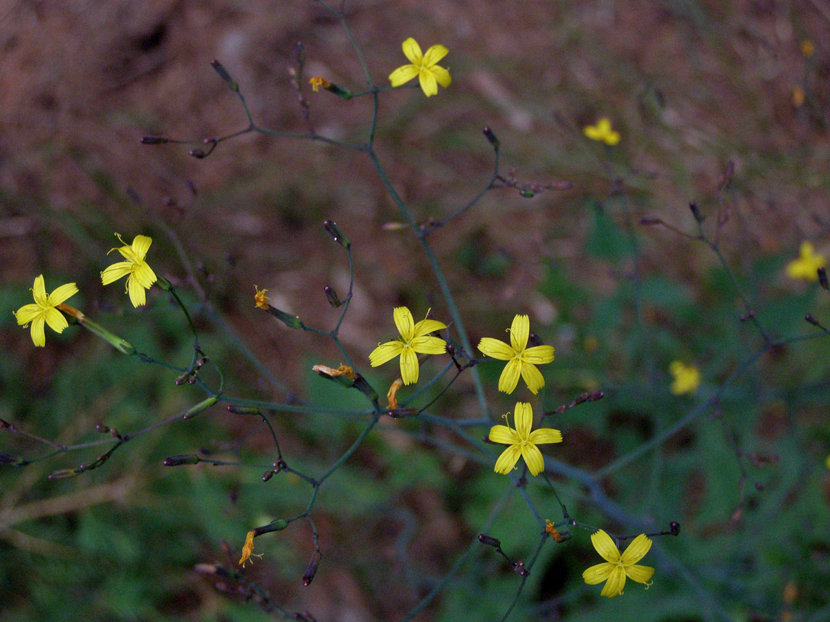 Mléčka zední (Myceslis muralis (L.) Dum.)