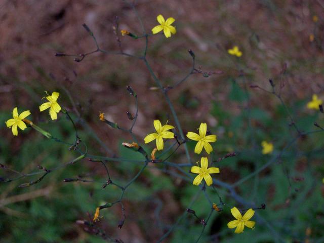 Mléčka zední (Myceslis muralis (L.) Dum.)