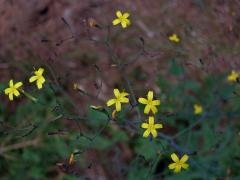 Mléčka zední (Myceslis muralis (L.) Dum.)   