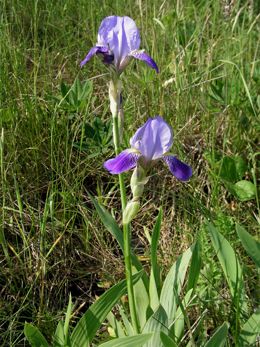 Kosatec německý (Iris germanica L.)