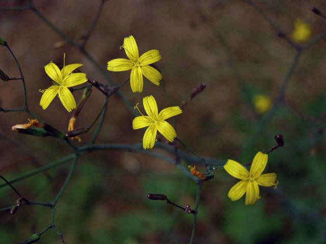 Mléčka zední (Myceslis muralis (L.) Dum.)