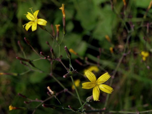 Mléčka zední (Myceslis muralis (L.) Dum.)