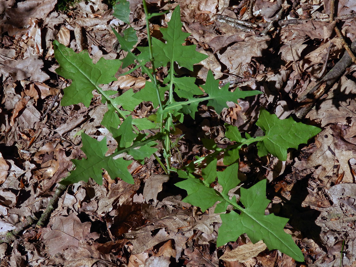 Mléčka zední (Myceslis muralis (L.) Dum.)