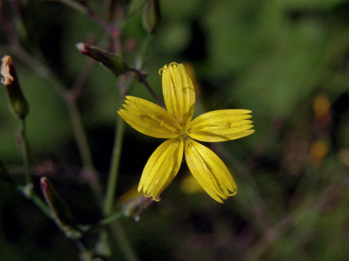 Mléčka zední (Myceslis muralis (L.) Dum.)