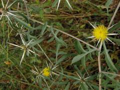 Chrpa (Centaurea pallescens Delile)  