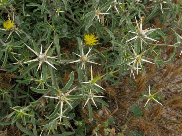 Chrpa (Centaurea pallescens Delile)