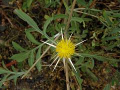 Chrpa (Centaurea pallescens Delile)
