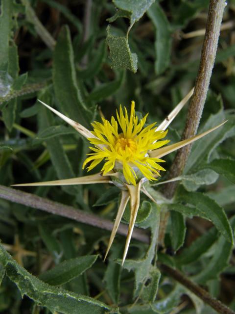 Chrpa (Centaurea pallescens Delile)