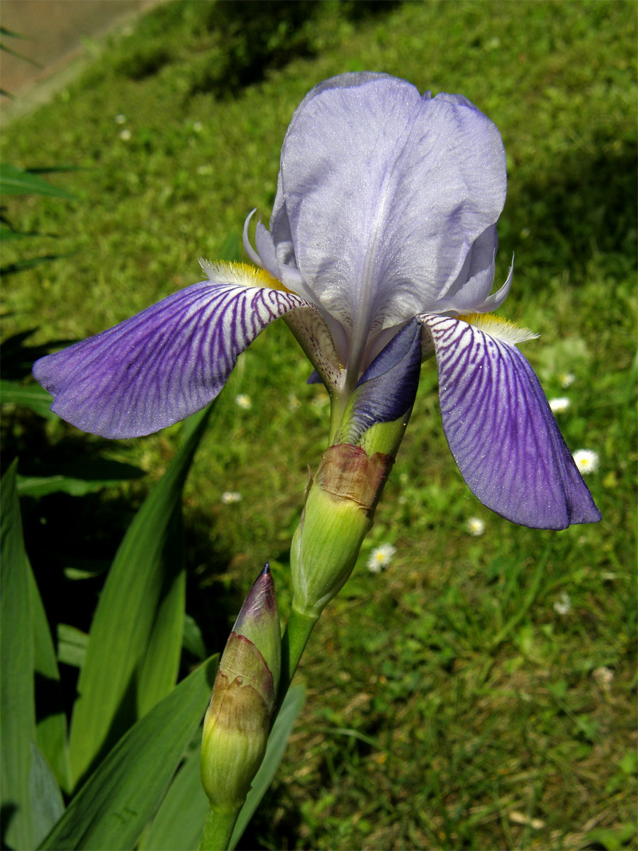 Kosatec německý (Iris germanica L.)