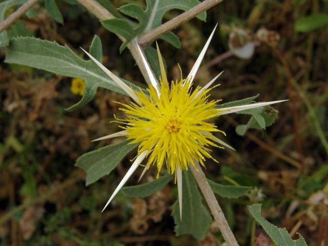 Chrpa (Centaurea pallescens Delile)