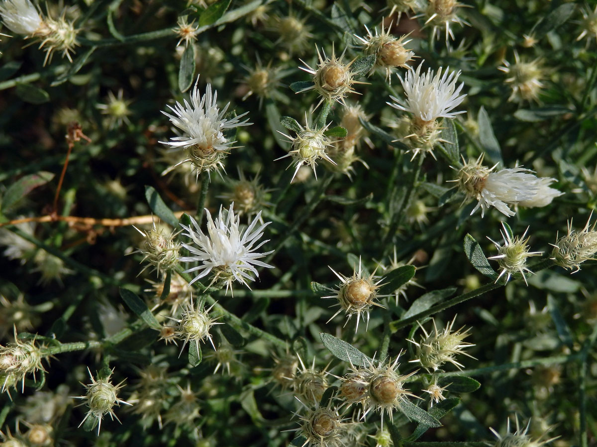 Chrpa rozkladitá (Centaurea diffusa Lam.)