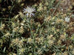 Chrpa rozkladitá (Centaurea diffusa Lam.)