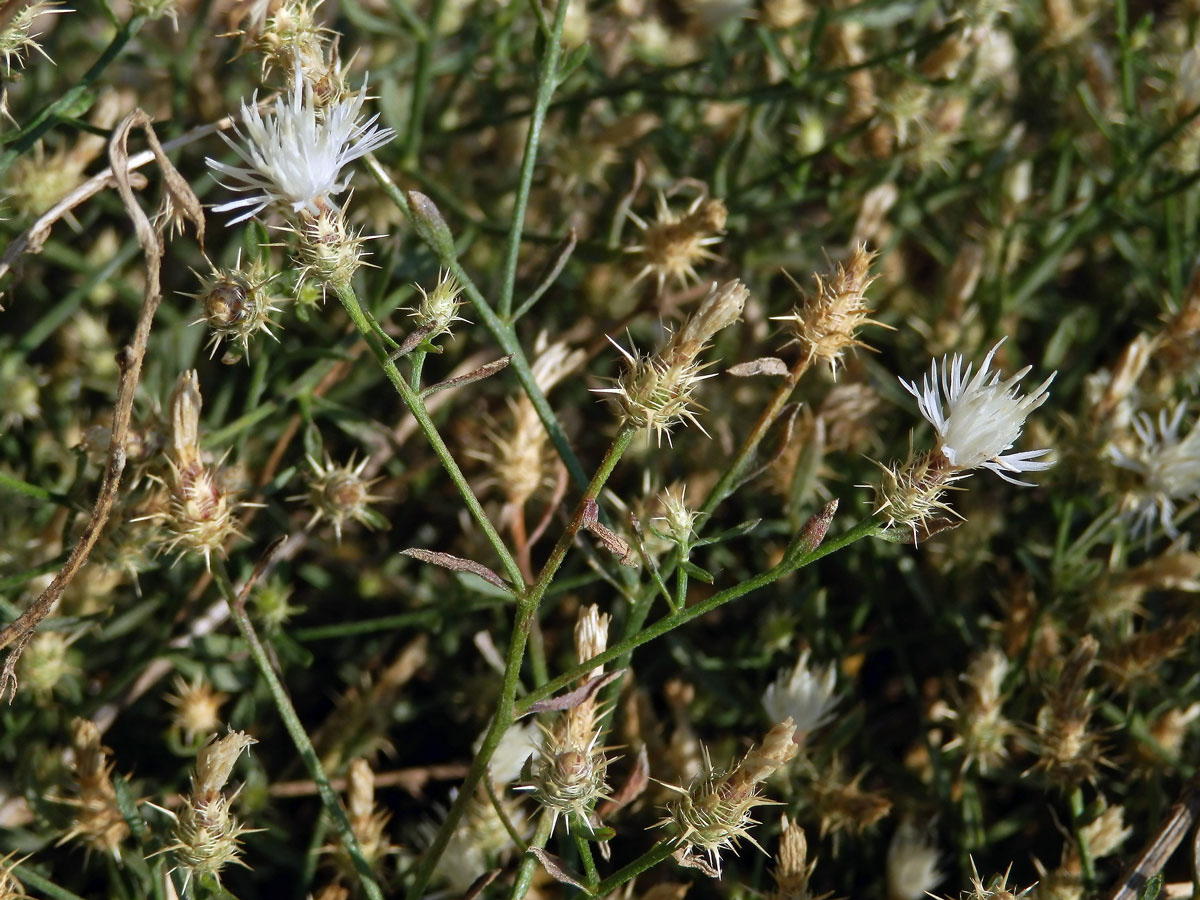 Chrpa rozkladitá (Centaurea diffusa Lam.)