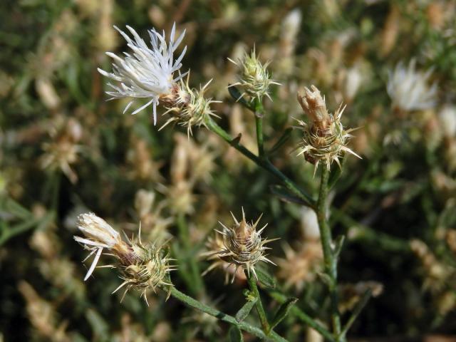 Chrpa rozkladitá (Centaurea diffusa Lam.)