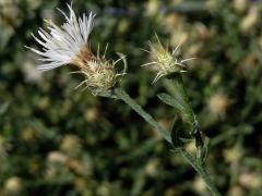 Chrpa rozkladitá (Centaurea diffusa Lam.)