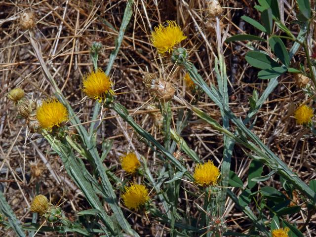 Chrpa žlutá (Centaurea solstitialis L.)