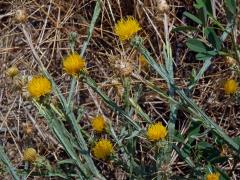 Chrpa žlutá (Centaurea solstitialis L.)   