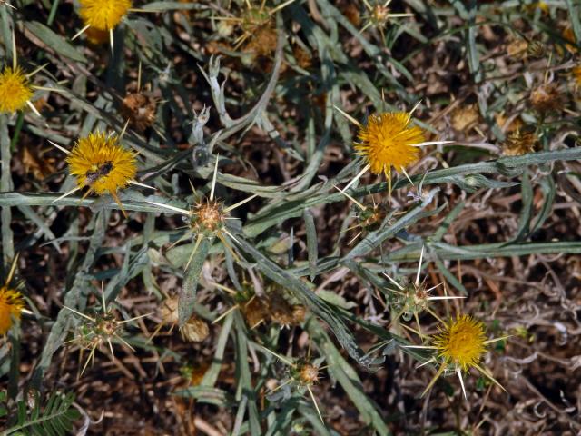 Chrpa žlutá (Centaurea solstitialis L.)