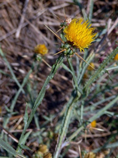 Chrpa žlutá (Centaurea solstitialis L.)