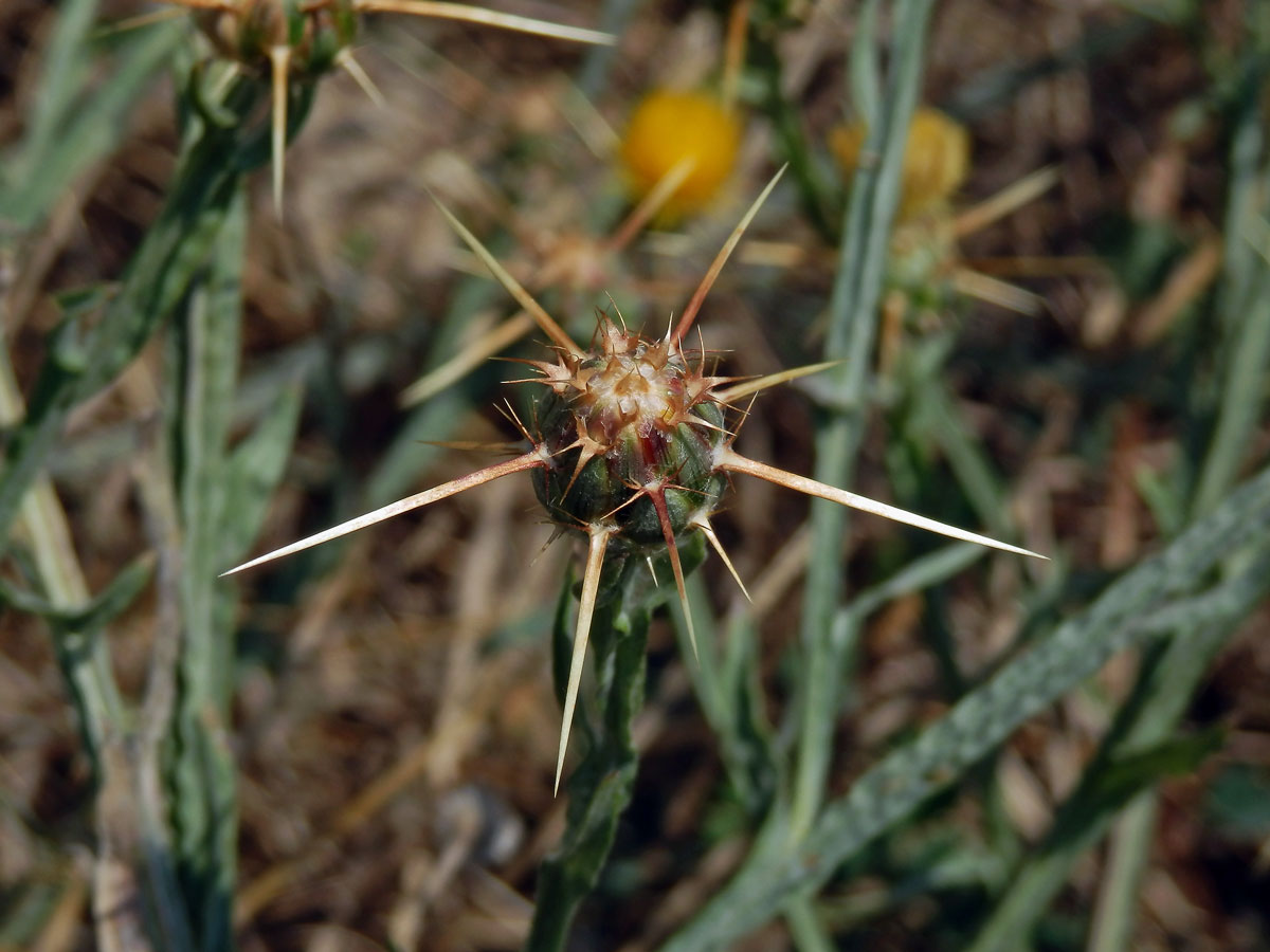 Chrpa žlutá (Centaurea solstitialis L.)