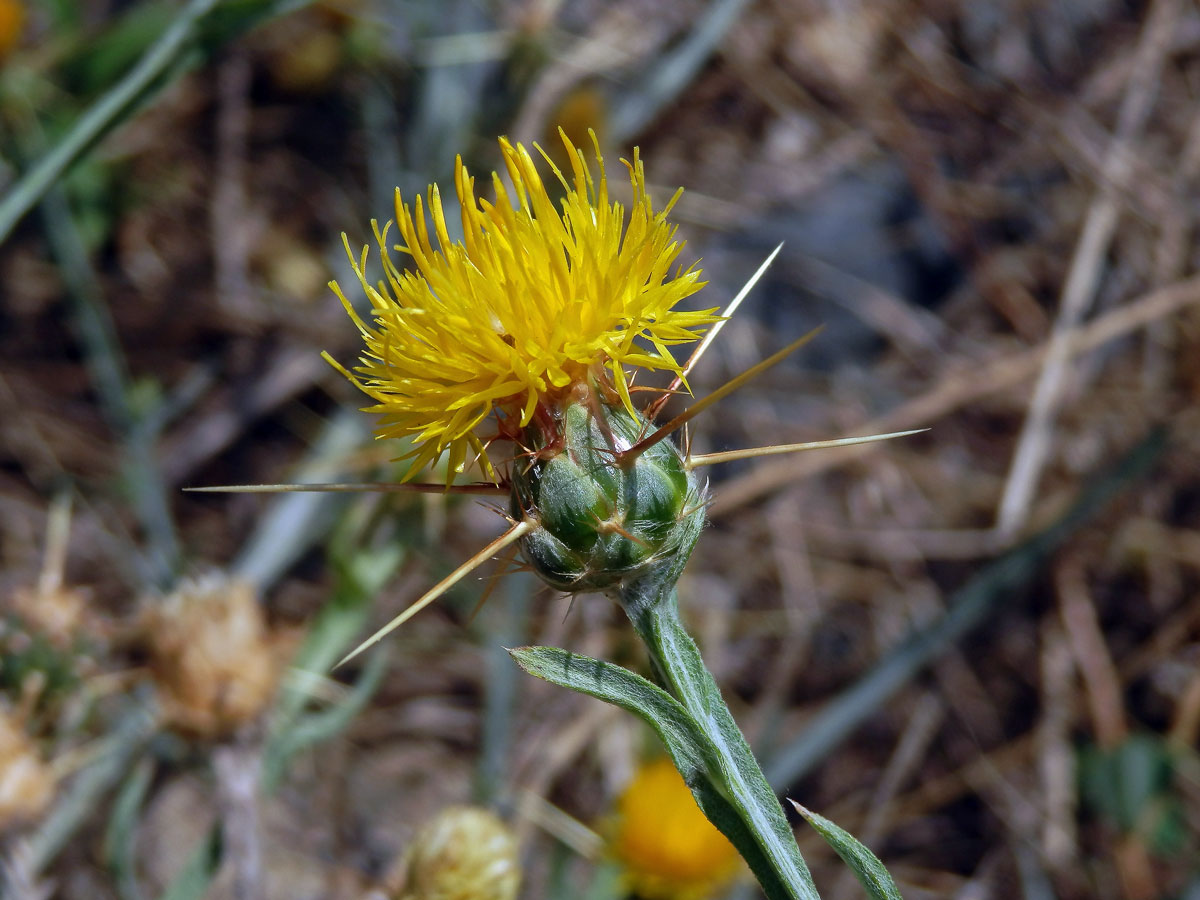 Chrpa žlutá (Centaurea solstitialis L.)