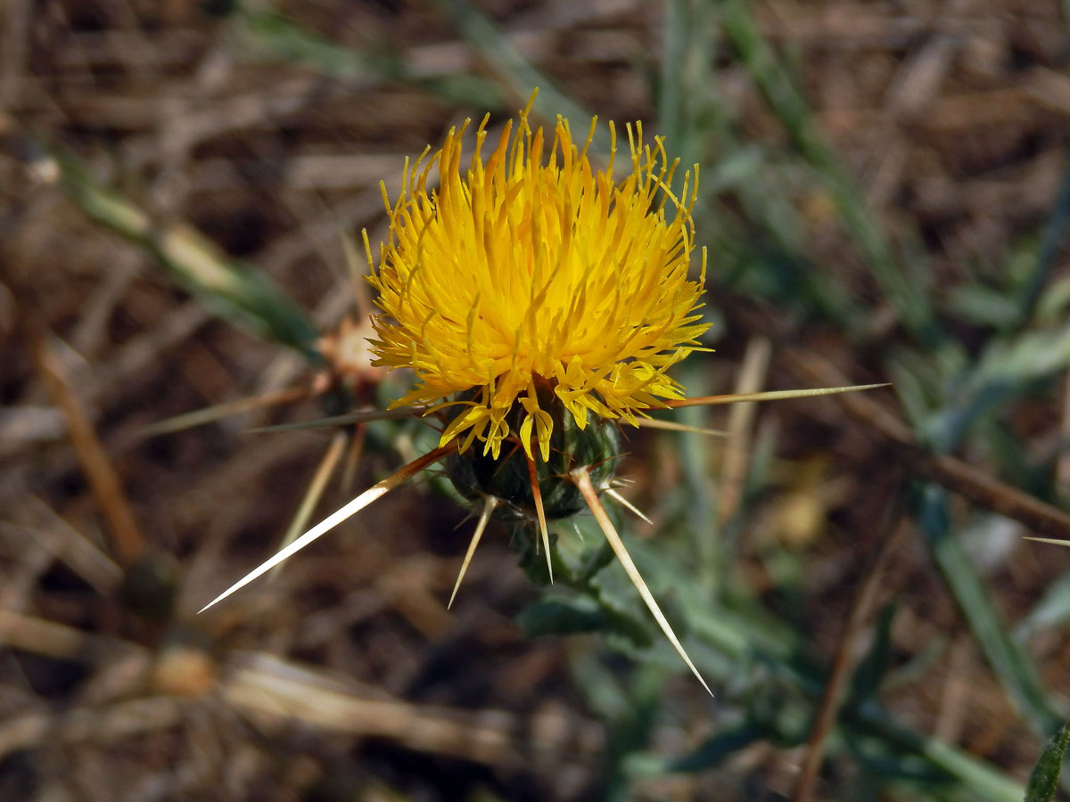 Chrpa žlutá (Centaurea solstitialis L.)