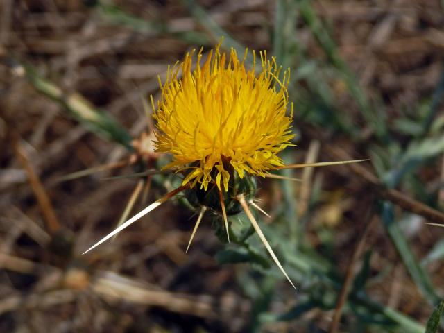 Chrpa žlutá (Centaurea solstitialis L.)