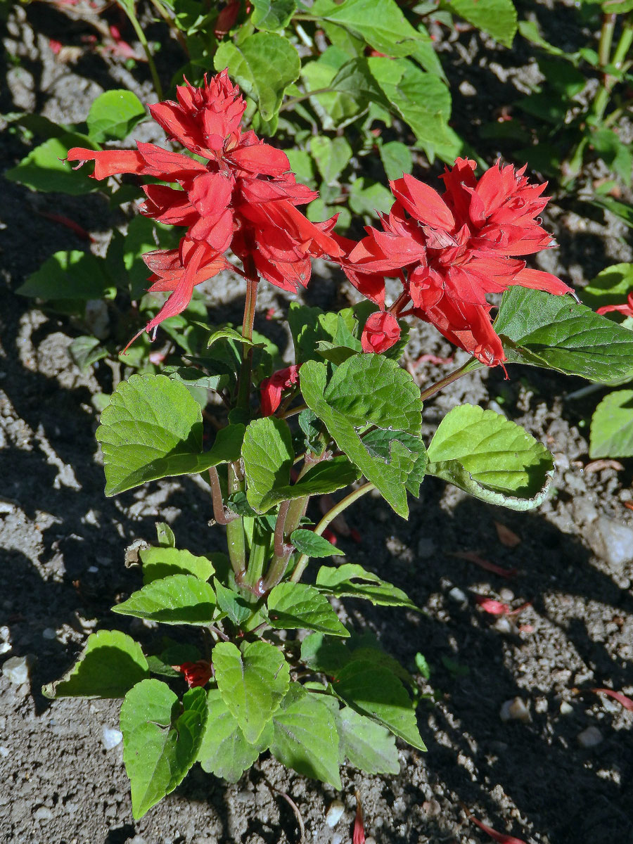 Šalvěj zářivá (Salvia splendens R. et Sch.)