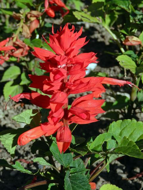 Šalvěj zářivá (Salvia splendens R. et Sch.)