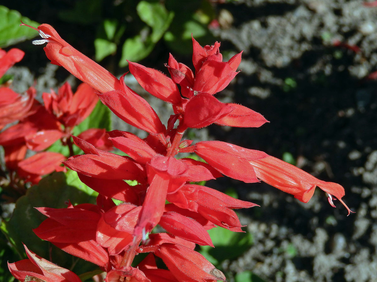 Šalvěj zářivá (Salvia splendens R. et Sch.)