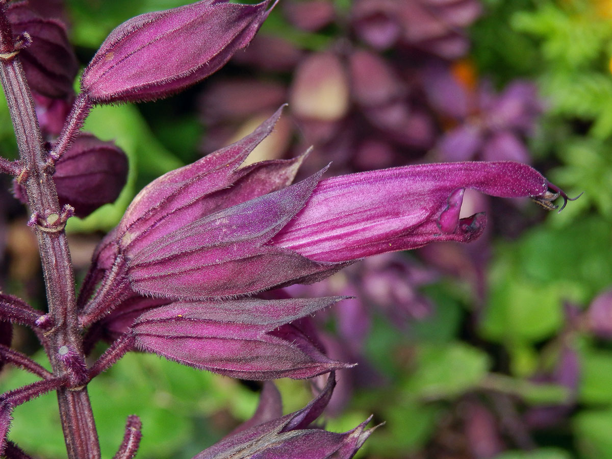 Šalvěj zářivá (Salvia splendens R. et Sch.)