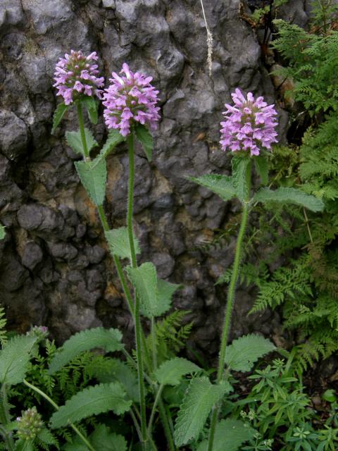 Bukvice srstnatá (Betonica hirsuta L.)