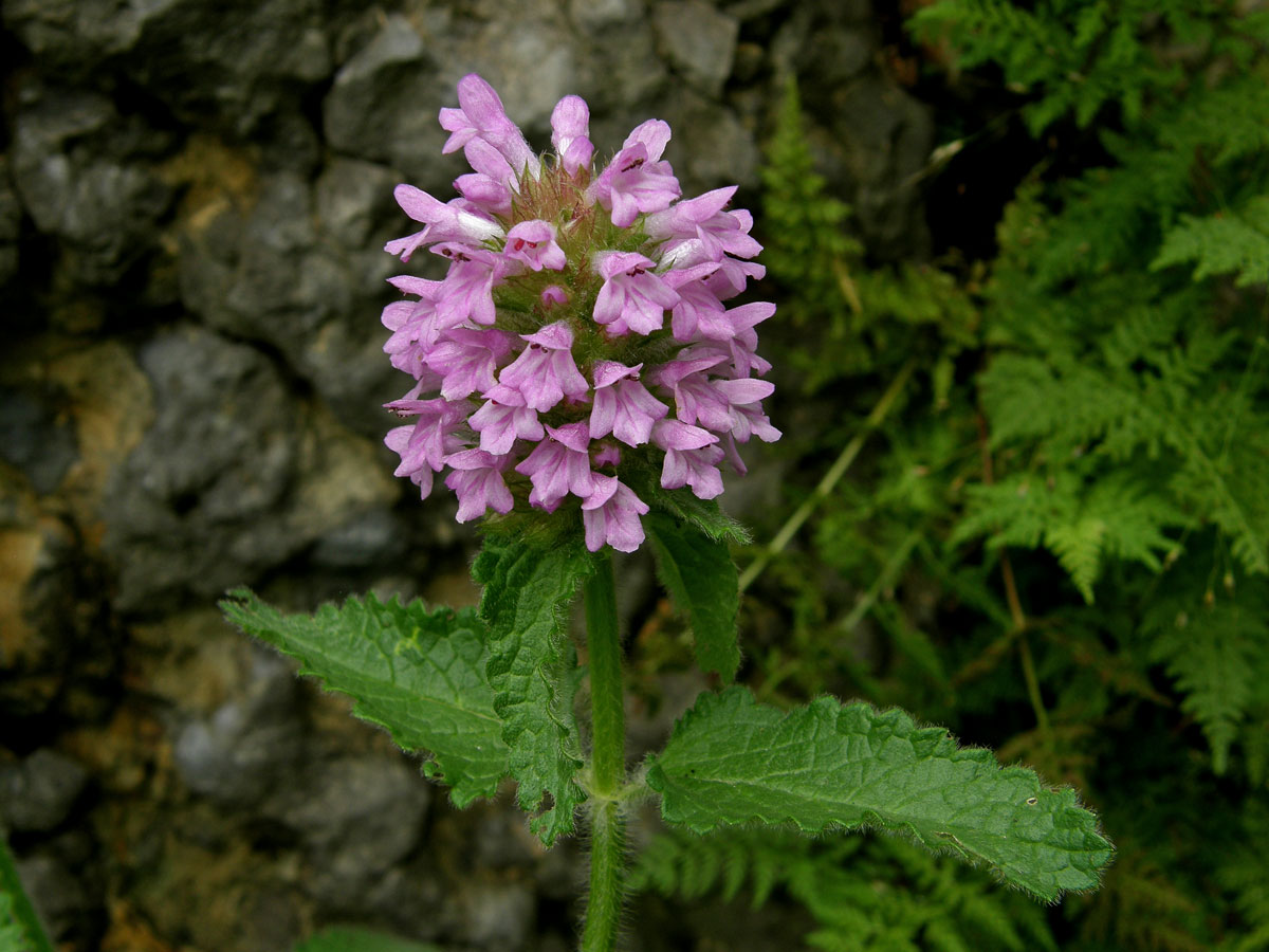 Bukvice srstnatá (Betonica hirsuta L.)