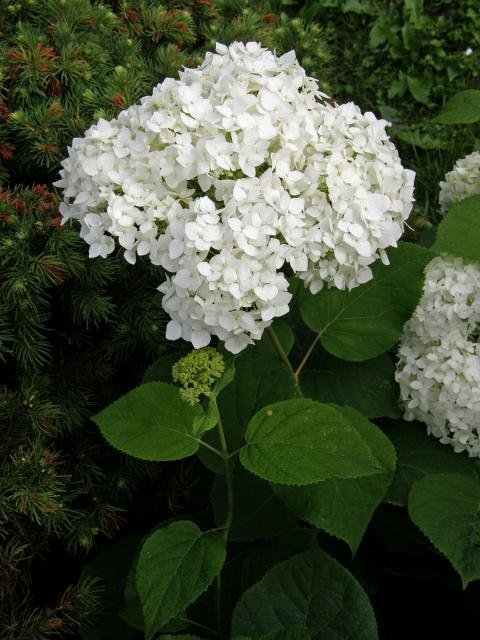 Hortenzie stromkovitá (Hydrangea arborescens L.)